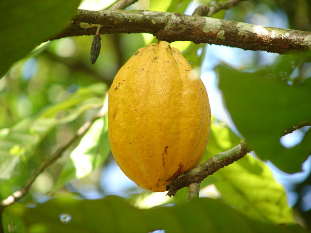 MANTA COFFEE, CHOCOLATE AND STRAW HAT – PANAMA HATS – 4 DAYS