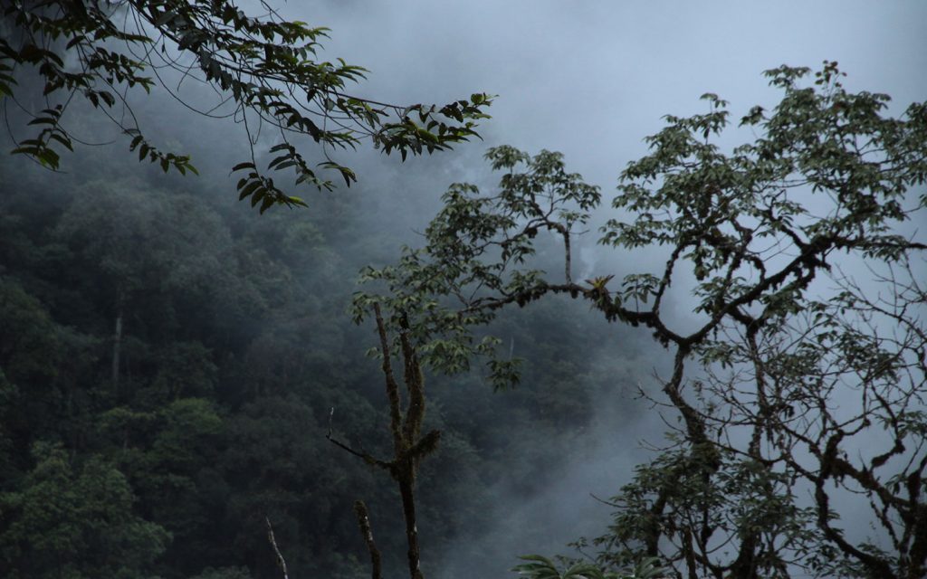 MINDO, THE FOREST IN THE CLOUD – 2 DAYS
