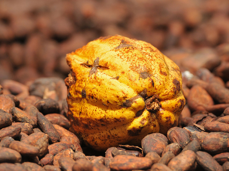DISCOVERY OF COCOA PLANTATIONS