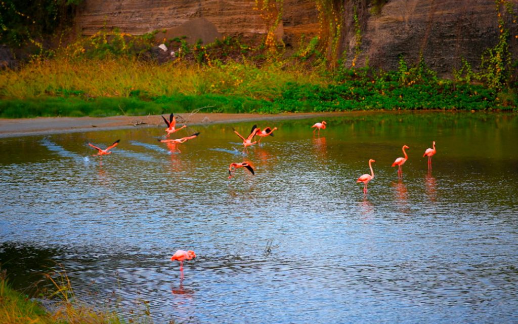Santa Cruz, Isabela 8 days / 7 nights