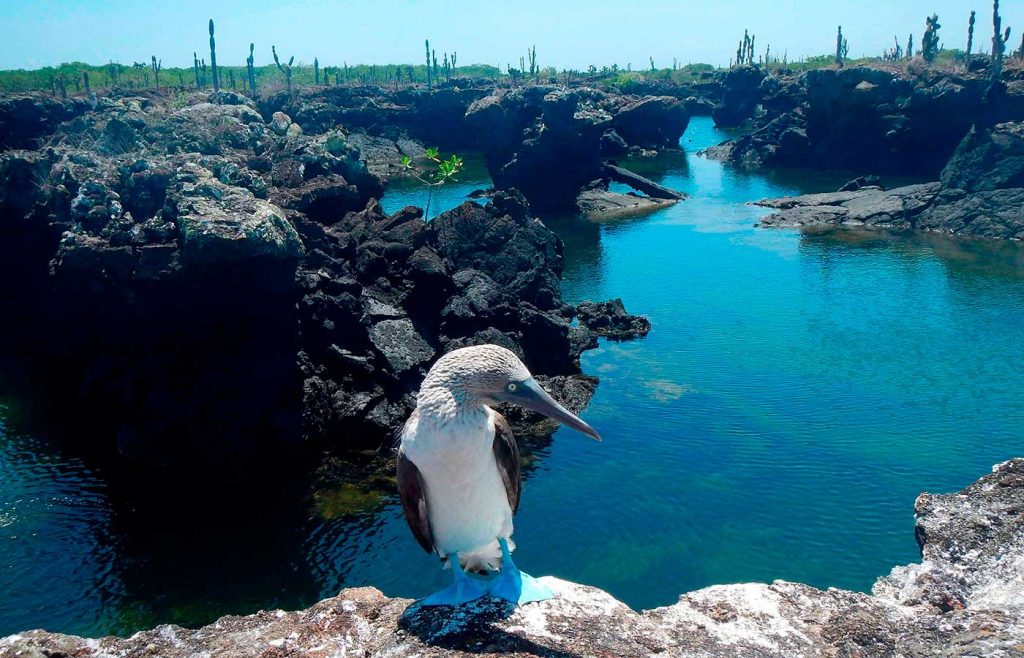 Santa Cruz, Isabela 8 days / 7 nights