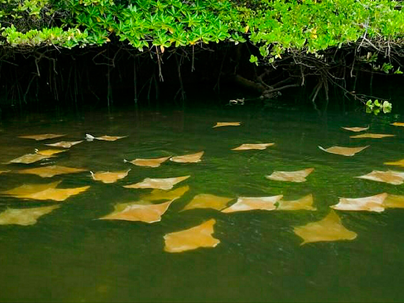 6 DAYS – SANTA CRUZ – ISABELA & 2 MORE ISLANDS