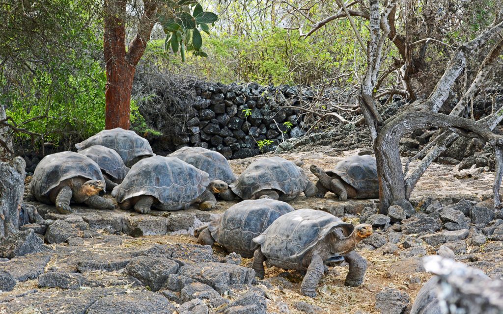 Santa Cruz, Isabela 5 days / 4 nights