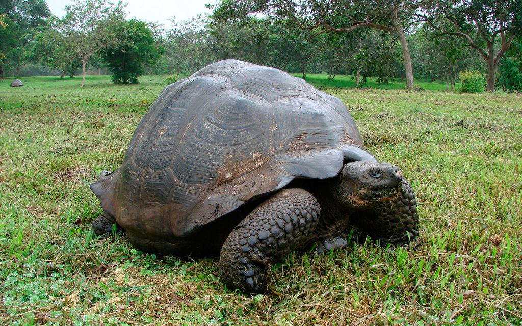 6 DAYS – SANTA CRUZ – ISABELA & 2 MORE ISLANDS